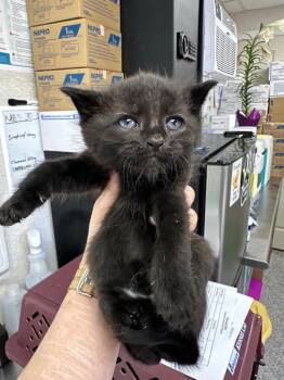 Domestic Short Hair Cats Available for Adoption in Pomona, New York - Ginger Spice | PetCurious