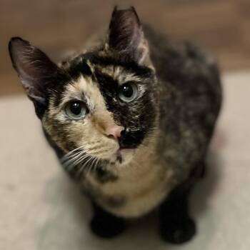 Sofia -  Tortoiseshell Cat for Adoption in New York, New York - Sofia | PetCurious