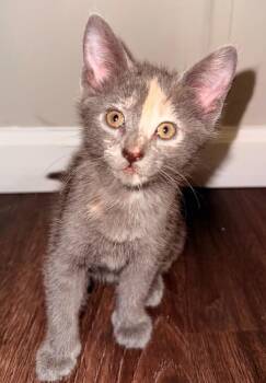 Domestic Short Hair Cats Available for Adoption in Darien, Georgia - Gnocchi | PetCurious