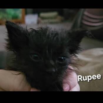 Rupee -  Domestic Long Hair Cat for Adoption in Durango, Colorado - Rupee | PetCurious