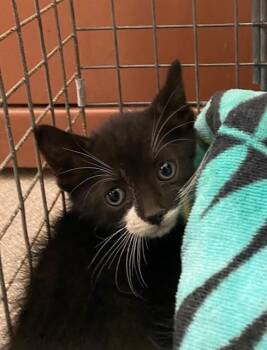 TUNA -  Domestic Short Hair Cat for Adoption in Rancho Cucamonga, California - TUNA | PetCurious
