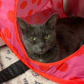Cersei -  Domestic Short Hair Cat for Adoption in Roanoke, Virginia - Cersei | PetCurious