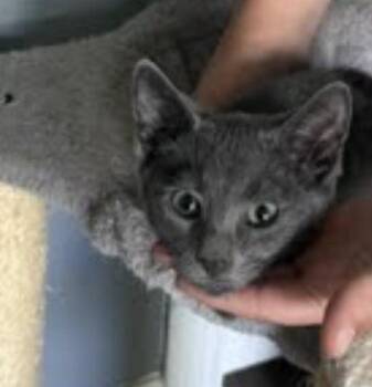 Gummy Bear -  Domestic Short Hair and Russian Blue Cat for Adoption in Clarksville, Tennessee - Gummy Bear | PetCurious