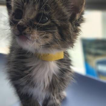 Stacy - Yellow Collar -  Domestic Short Hair Cat for Adoption in Moses Lake, Washington - Stacy - Yellow Collar | PetCurious