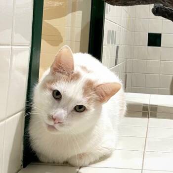 Domestic Short Hair Cats Available for Adoption in Gordonsville, Tennessee - Hollander | PetCurious