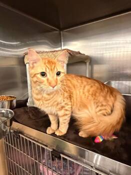 Domestic Medium Hair Cats Available for Adoption in Newnan, Georgia - *Fireball Freddie | PetCurious