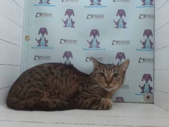 Rescue Domestic Short Hair Cats for Adoption in Orlando, Florida - A582681 | PetCurious