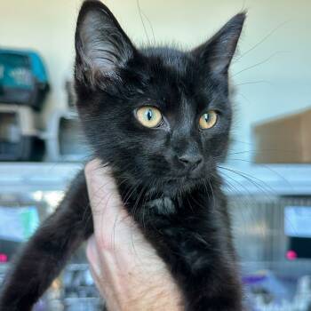 Rescue Domestic Medium Hair Cats for Adoption in Matteson, Illinois - Binx | PetCurious
