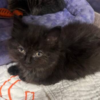 Spock 67C26 -  Domestic Long Hair Cat for Adoption in Napoleon, Ohio - Spock 67C26 | PetCurious
