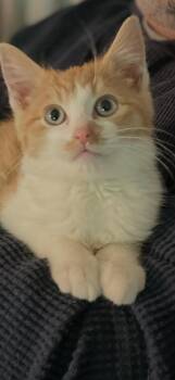 Rescue Domestic Short Hair Cats for Adoption - Sweet Pea | PetCurious