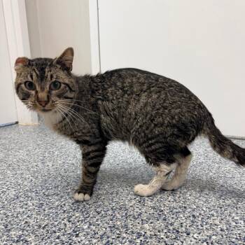 Domestic Short Hair Cats Available for Adoption in Great Falls, Montana - Soot | PetCurious