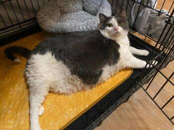 Domestic Short Hair Cats Available for Adoption in Rutherfordton, North Carolina - Scarlet | PetCurious