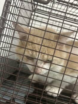 Rescue Domestic Short Hair Cats for Adoption in Knoxville, Tennessee - Gerald | PetCurious