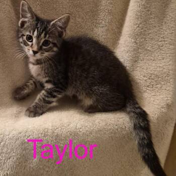 Taylor -  Domestic Short Hair Cat for Adoption in Carmel, Indiana - Taylor | PetCurious