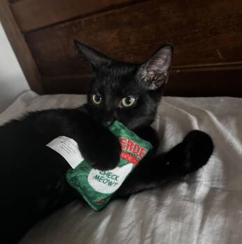 BooBoo -  Domestic Short Hair Cat for Adoption in Rochester Hills, Michigan - BooBoo | PetCurious