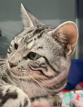 Friday -  Domestic Short Hair Cat for Adoption in Sault Ste. Marie, Michigan - Friday | PetCurious