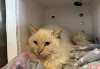 Domestic Medium Hair Cats Available for Adoption - CALCIFER | PetCurious