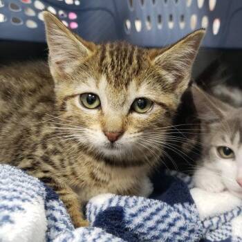 Eilonwy (bonded with Gwstyl) -  Domestic Short Hair Cat for Adoption in Oakland, California - Eilonwy (bonded With Gwstyl) | PetCurious