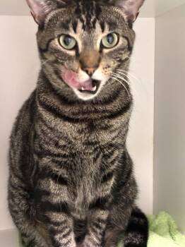 Boris   (fka Moonlight) -  Domestic Short Hair Cat for Adoption in Elmsford, New York - Boris   (fka Moonlight) | PetCurious