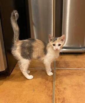 Syrup -  Domestic Medium Hair Cat for Adoption in Fishers, Indiana - Syrup | PetCurious