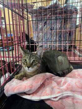Rescue Domestic Short Hair Cats for Adoption in Baton Rouge, Louisiana - Chai | PetCurious
