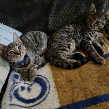 Rescue Domestic Short Hair Cats for Adoption - Urgent: Makayla And Dobby Need You! | PetCurious