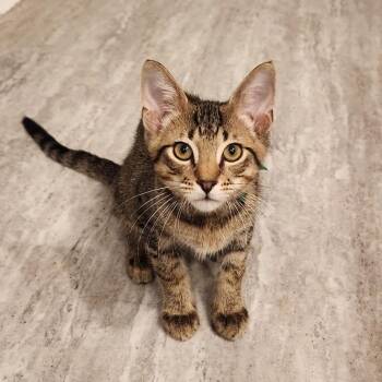 Monroe -  Domestic Short Hair Cat for Adoption in Roswell, Georgia - Monroe | PetCurious