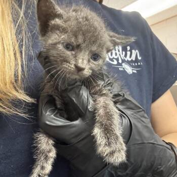 Mindy -  Domestic Short Hair Cat for Adoption in Lufkin, Texas - Mindy | PetCurious
