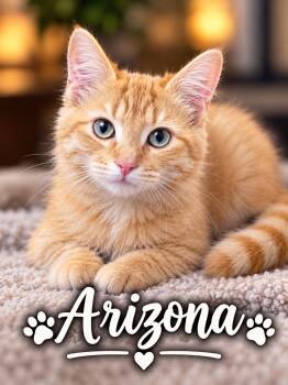 Arizona (SC) -  Tabby Cat for Adoption in Clinton, Illinois - Arizona (SC) | PetCurious