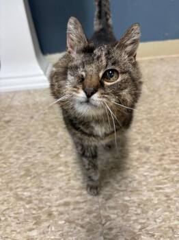 Domestic Short Hair Cats Available for Adoption in Warren, Pennsylvania - Iris | PetCurious