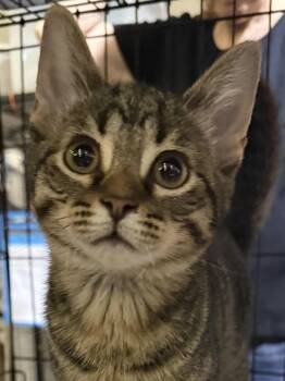 Raindrop -  Tabby Cat for Adoption in Lake Ozark, Missouri - Raindrop | PetCurious