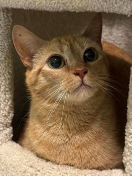 Domestic Short Hair Cats Available for Adoption in Rutherfordton, North Carolina - Ruby | PetCurious