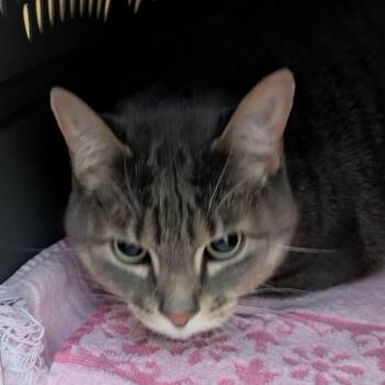 Domestic Short Hair Cats Available for Adoption in Fairport, New York - Moorka | PetCurious