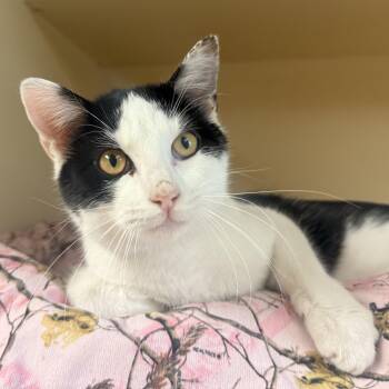Domestic Short Hair Cats Available for Adoption - Domino  | PetCurious