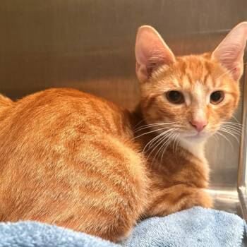 Cumin -  Domestic Short Hair Cat for Adoption in East Hanover, New Jersey - Cumin | PetCurious