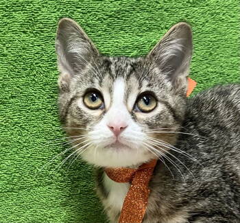 Rescue Domestic Short Hair and Tabby Cats for Adoption in Dublin, Ohio - Peter | PetCurious