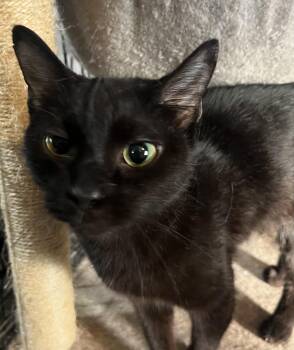 Bombay Cats Available for Adoption - Imani | PetCurious