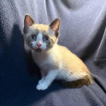 Shion -  Snowshoe Cat for Adoption in Wichita, Kansas - Shion | PetCurious