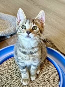 Rescue Domestic Short Hair and Tabby Cats for Adoption in Fishers, Indiana - Drew | PetCurious
