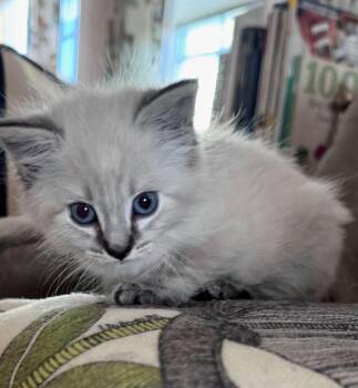 Domestic Medium Hair and Siamese Cats Available for Adoption in Campbell, California - Snow Bunny | PetCurious