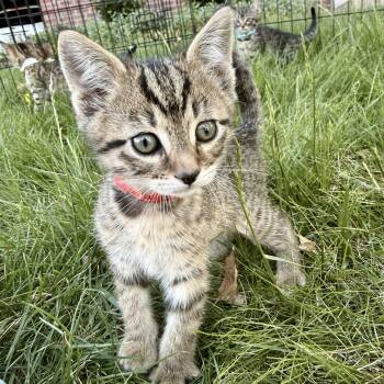 Sugar -  Domestic Short Hair Cat Available for Adoption in Fort Collins, Colorado - Sugar | PetCurious