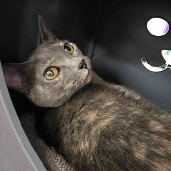 Harley -  Domestic Short Hair Cat for Adoption in Oshkosh, Wisconsin - Harley | PetCurious
