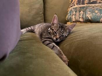 Pope -  Domestic Short Hair Cat Available for Adoption in Mission Viejo, California - Pope | PetCurious