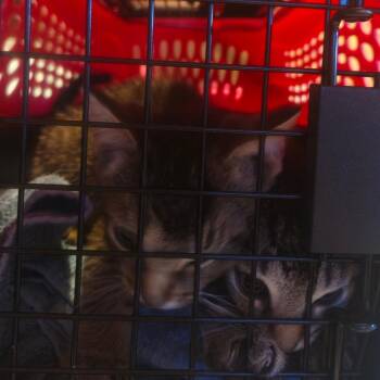 Mischief Maker-56692 -  Domestic Short Hair Cat for Adoption in Eaton Rapids, Michigan - Mischief Maker-56692 | PetCurious