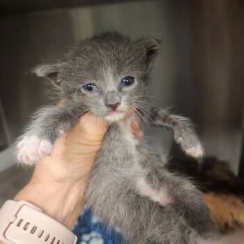Pip -  Domestic Short Hair Cat for Adoption in Evensville, Tennessee - Pip | PetCurious
