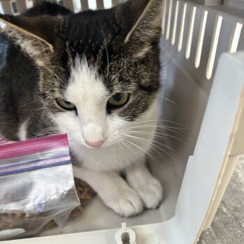 Rescue Domestic Short Hair Cats for Adoption in Philadelphia, Pennsylvania - Rainbows | PetCurious