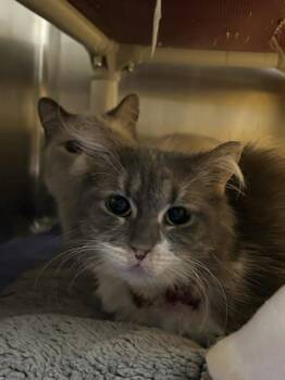 Domestic Long Hair and Domestic Short Hair Cats Available for Adoption in Munster, Indiana - EP | PetCurious