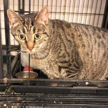 Mylie (lap cat) -  Tabby Cat for Adoption in Huntington, New York - Mylie (lap Cat) | PetCurious