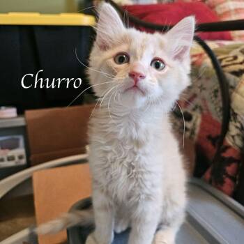 Churro -  Domestic Medium Hair and Tabby Cat for Adoption in Murfreesboro, Tennessee - Churro | PetCurious
