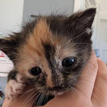 Taffy -  Domestic Short Hair Cat for Adoption in Chapel Hill, North Carolina - Taffy | PetCurious
